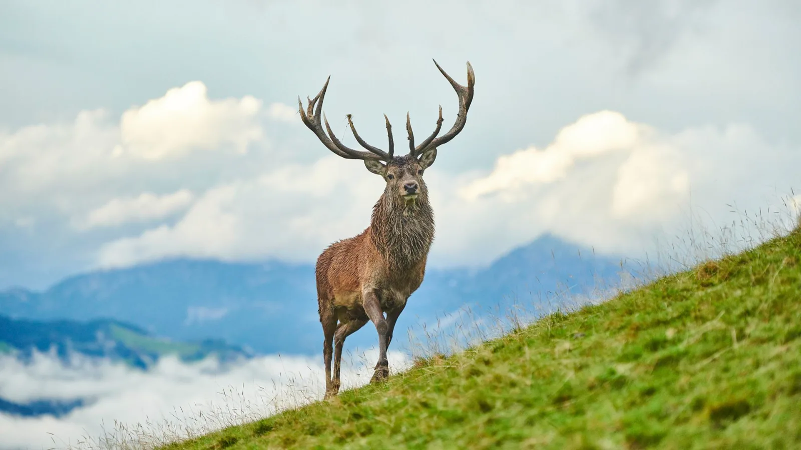 Wildpark Aurach Hirsch