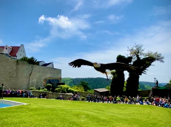 Adler im Anflug
