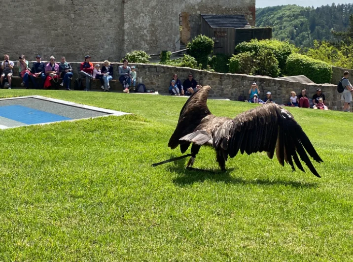 Adler auf dem Falkenhof